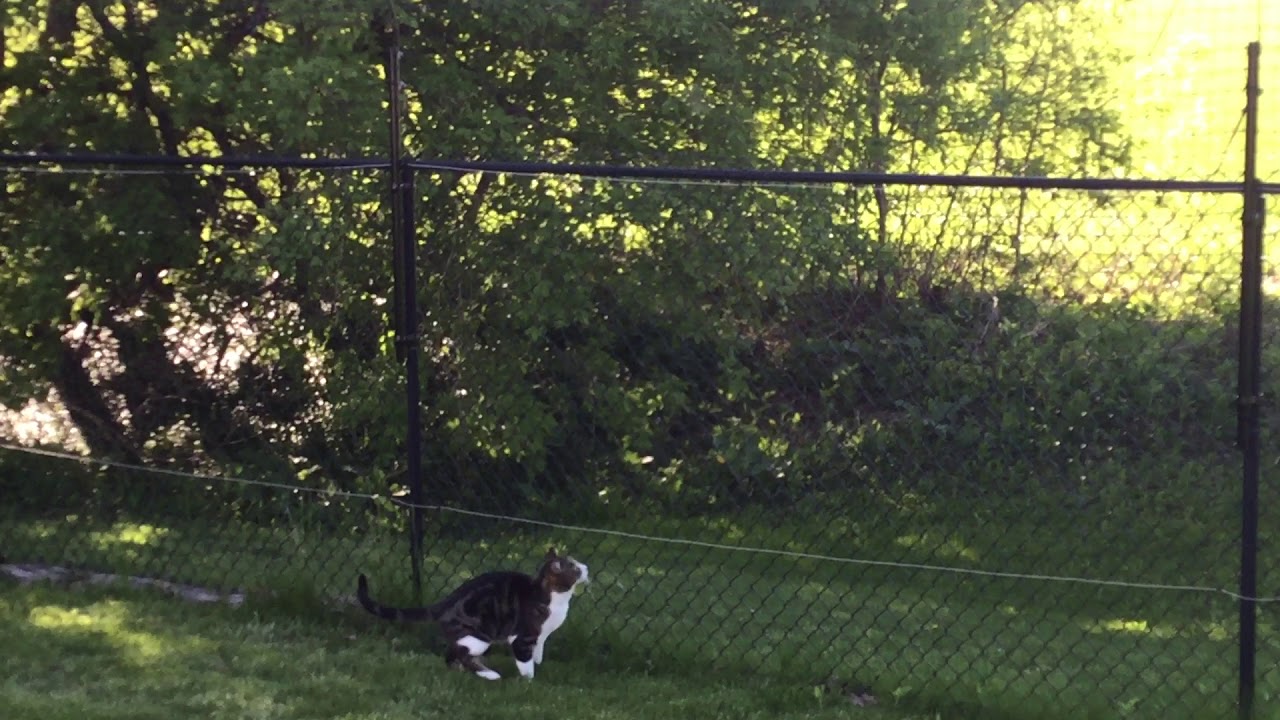 Cat Fencing - No more roaming for EEyou