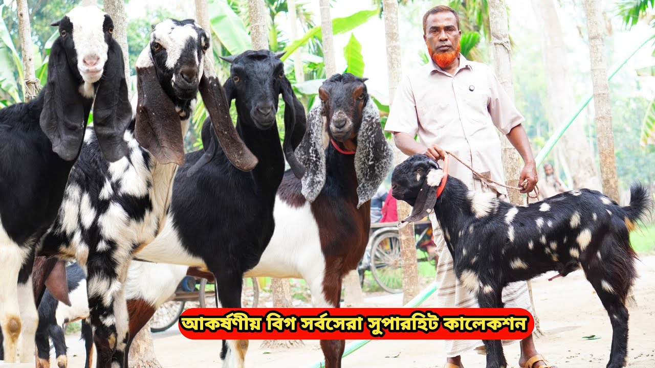 সবচেয়ে কমদামে আকর্ষণীয় বিগ খামার উপযোগী সর্বসেরা সুপারহিট দুধের গাভিন,মা বাচ্চা,খাসি ও পাঠা কিনুন।