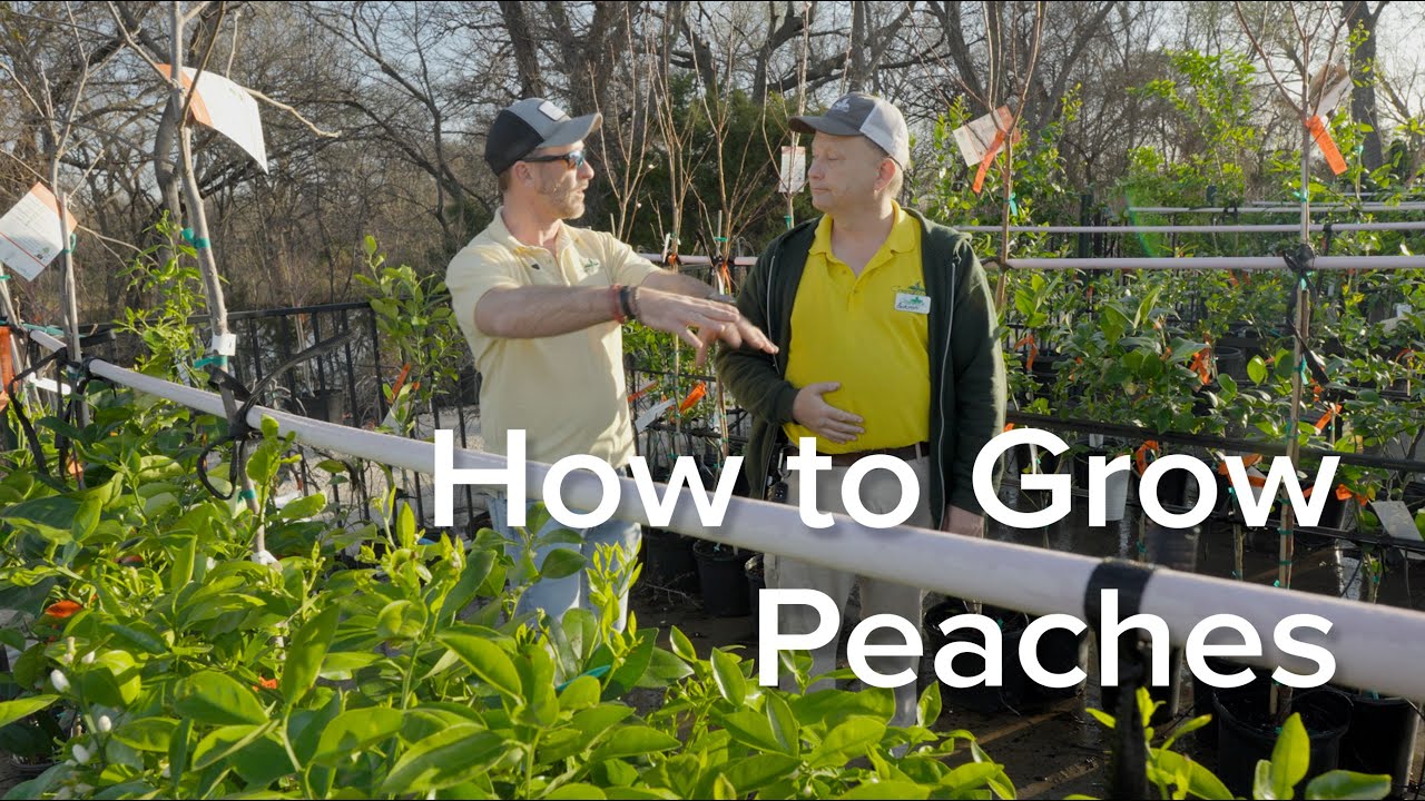 How to Grow Peaches & Nectarines - Let's Grow Together