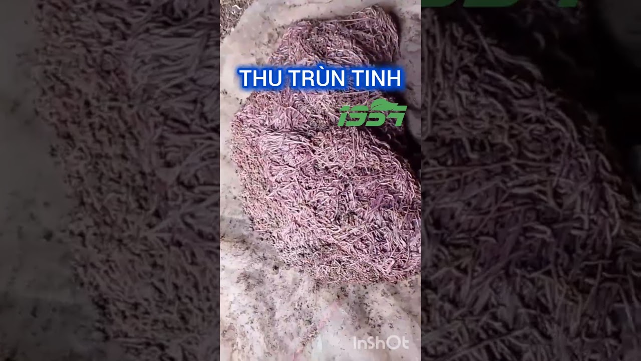 THU TRÙN QUẾ TINH (0973$976$291)