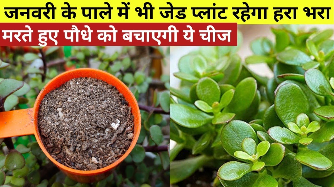 जनवरी के पाले में जेड प्लांट रहेगा हरा भरा,मरते हुए पौधे को बचाएगी ये चीज,प्लांट की जड़ों में डालें 