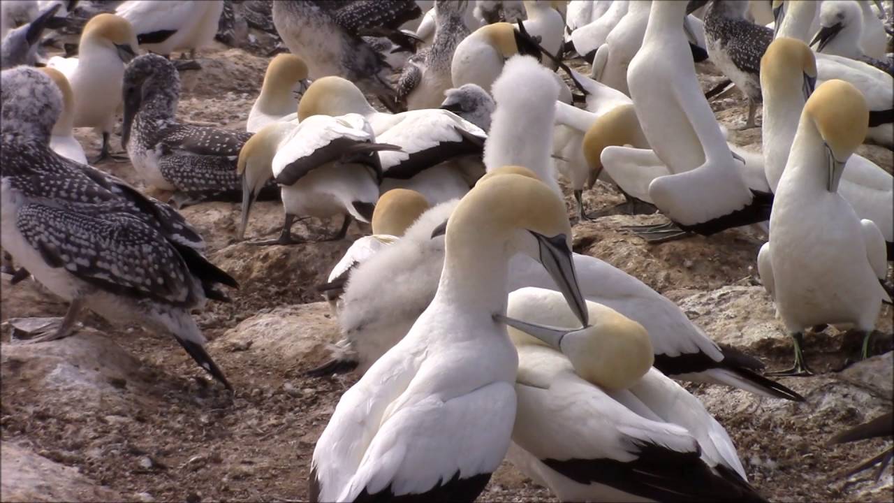 Cape Kidnappers Gannet Reserve, Hawke's Bay, New Zealand