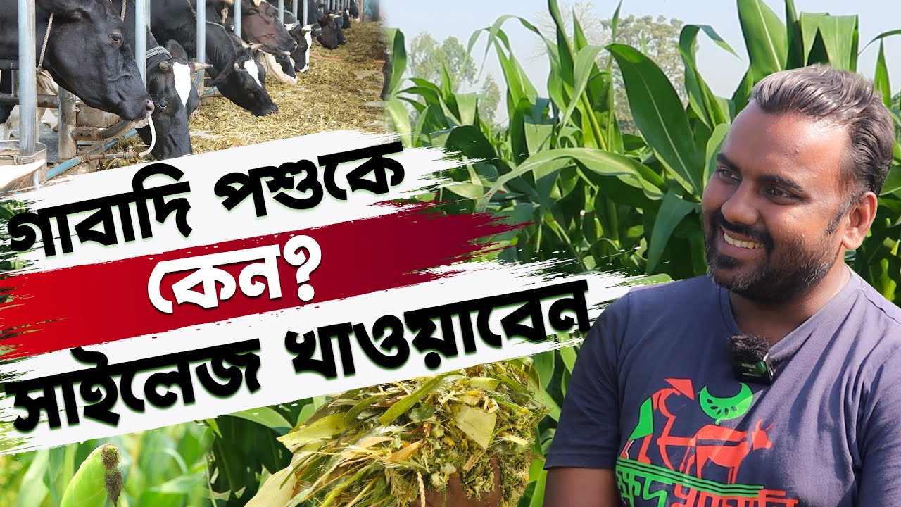 গবাদিপশুকে কেন সাইলেজ খাওয়াবেন? ভুট্টার সাইলেজ তৈরীর পদ্ধতি। How To Make Corn Silage