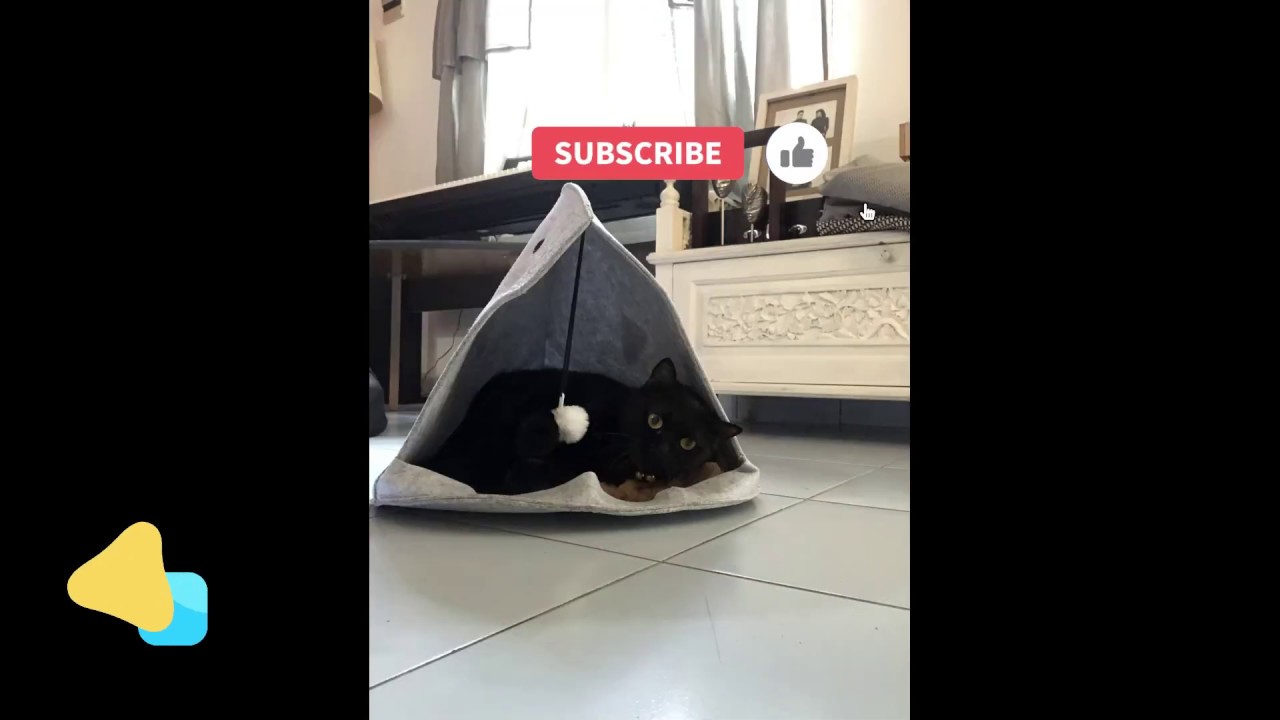 CAT HOUSE DI KALA PANDEMI???