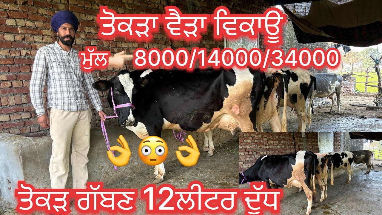 📞9876284269☎️ #ਤੋਕੜਾ  ਵੈੜਾ ਵਿਕਾਊ 8000/14000/34000ਮੁੱਲ #sale #viralvideo #share #amritsarpunjab