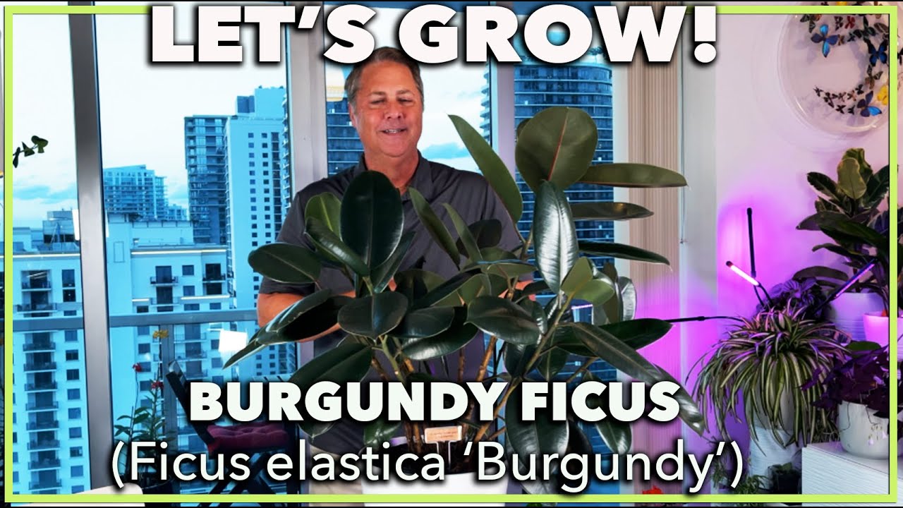 HOW TO GROW RUBBER TREE AS HOUSE PLANT