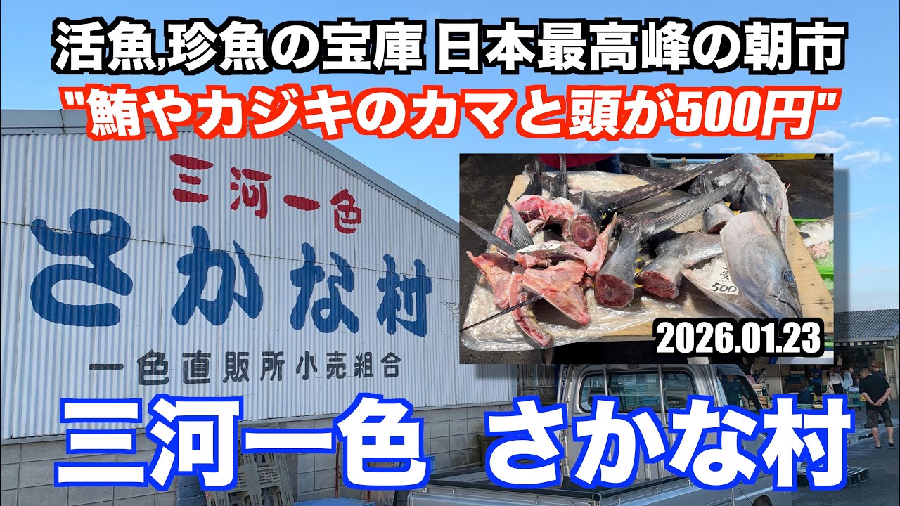 【三河一色さかな村 マグロやカジキのカマと頭が500円均一 活魚,珍魚の宝庫 日本最高峰の朝市】あばお 海鮮ちゃんねる #451 2026.01.23