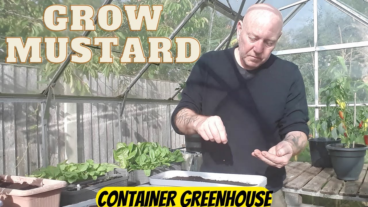 Grow Mustard All Year [Gardening Allotment UK] [Grow Vegetables At Home ]