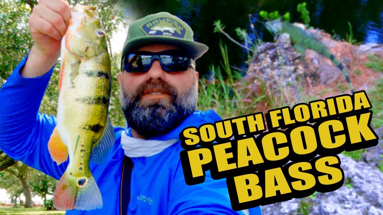 Fishing for Peacock Bass in Florida - Live 2 Fish - Vlogs