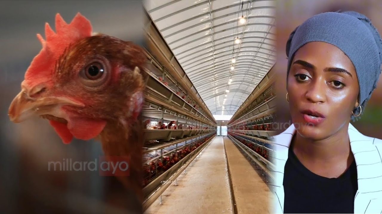 MTANZANIA ALETA MITAMBO YA UFUGAJI NA KILIMO TOKA CHINA "HATA UWE UNAFUGA KUKU WATANO" 