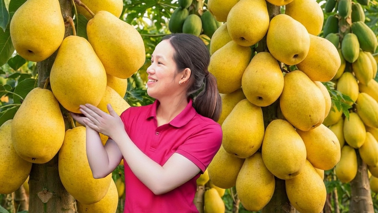 Harvesting Wild Swiss Yellow Pears & Go to Market Sell | How to Identify Authentic Pears