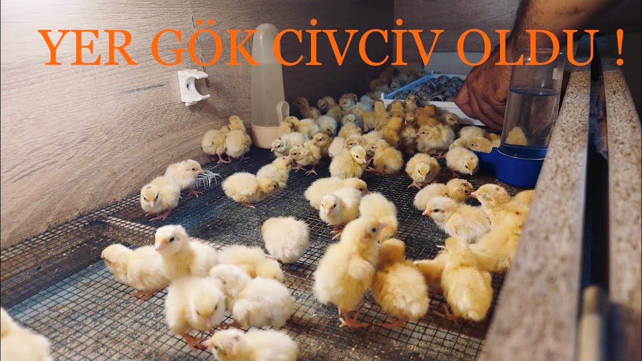 CİVCİV DOLU KULUÇKA MAKİNESİ KAPAK AÇILIMI , YER GÖK CİVCİV DOLDU !!!
