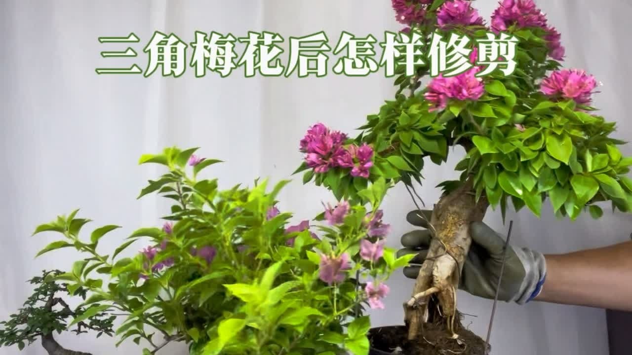 三角梅秋季开完花后怎样修剪？以及养护注意事项，赶紧看看 园艺师教你，三角梅秋季养护和修剪的技巧。#三角梅 #盆栽绿植 #园艺生活 #花卉绿植 #盆景制作