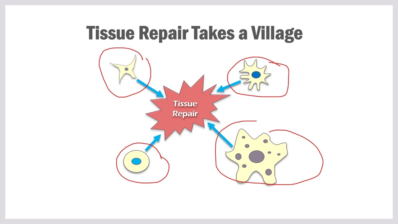 What the Difference Between Stem Cell Types used in Orthopedic Care?