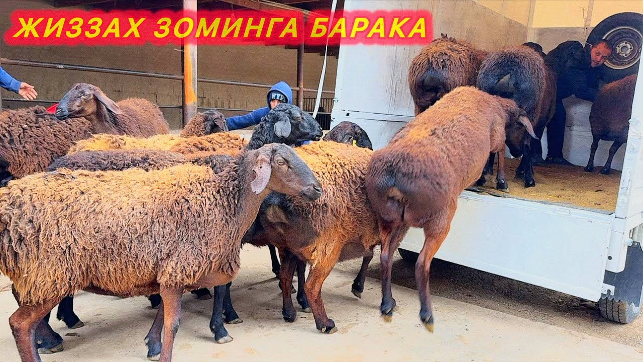 КЕЛИБ КЎРИБ ТАНЛАБ ОЛИНГ