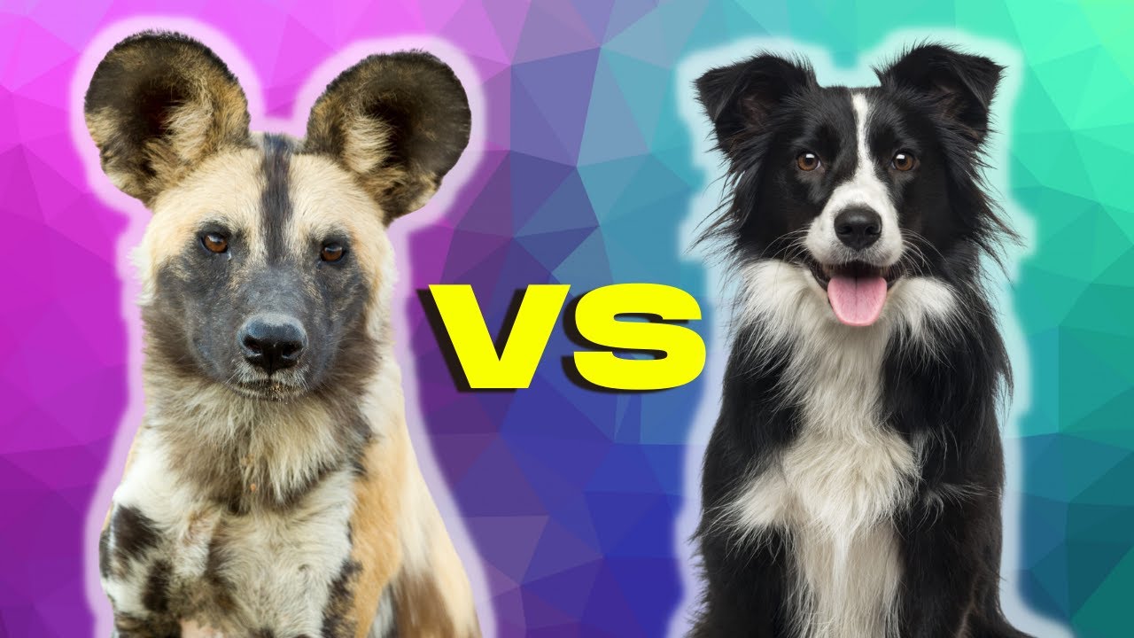 Wild Dogs VS Domestic Dogs - How do they compare?