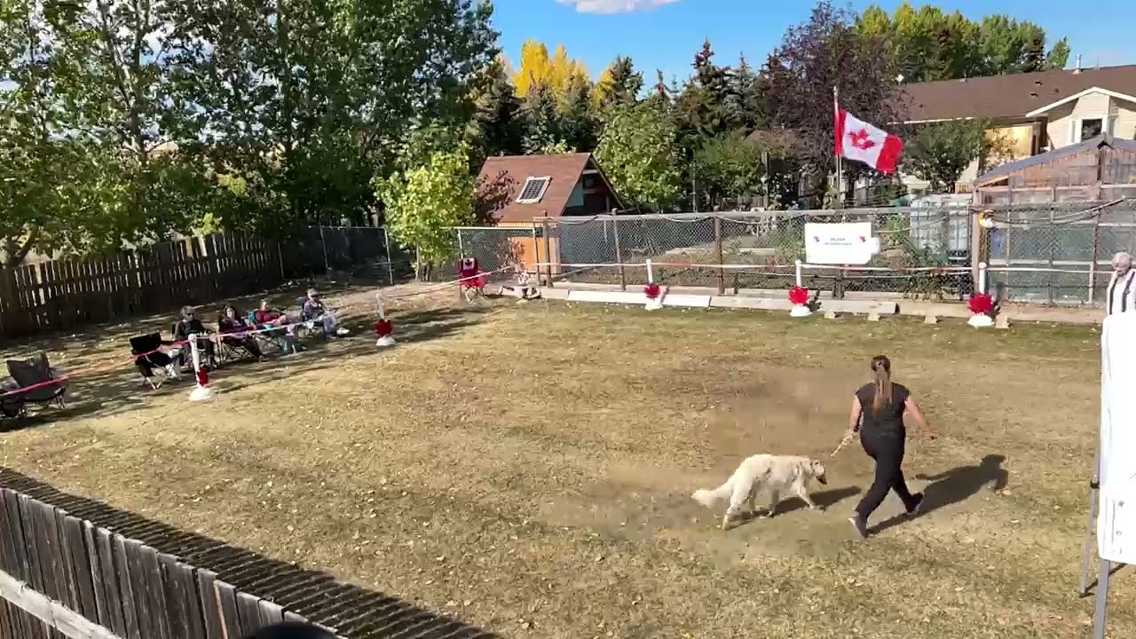 20220924 CSWS ISWS Canadian Silken Windhound National Specialty Show 2