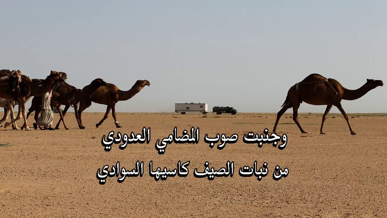 شيلة  لاطرالي بعد شيباني وذودي كلمات راشد الكبيده اداء الساعي