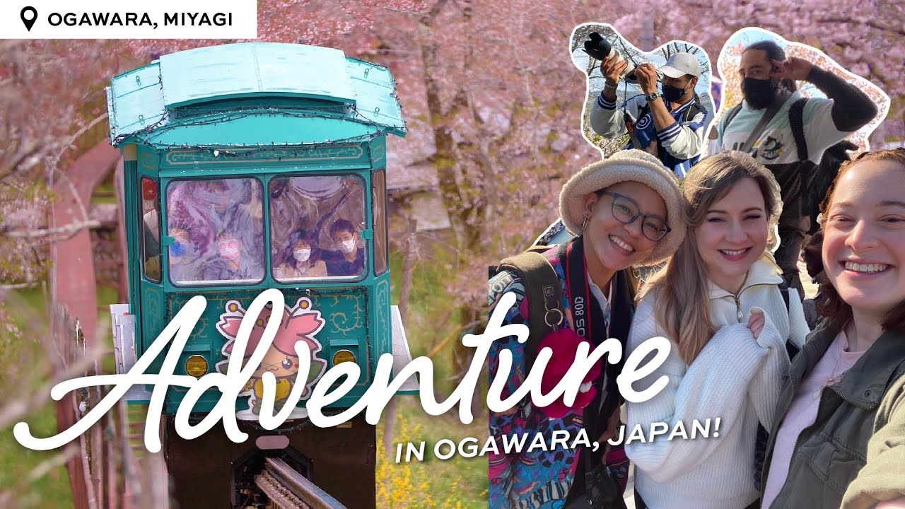 Spend the day with us at the Cherry Blossoms in Ogawara, Japan! 🌸