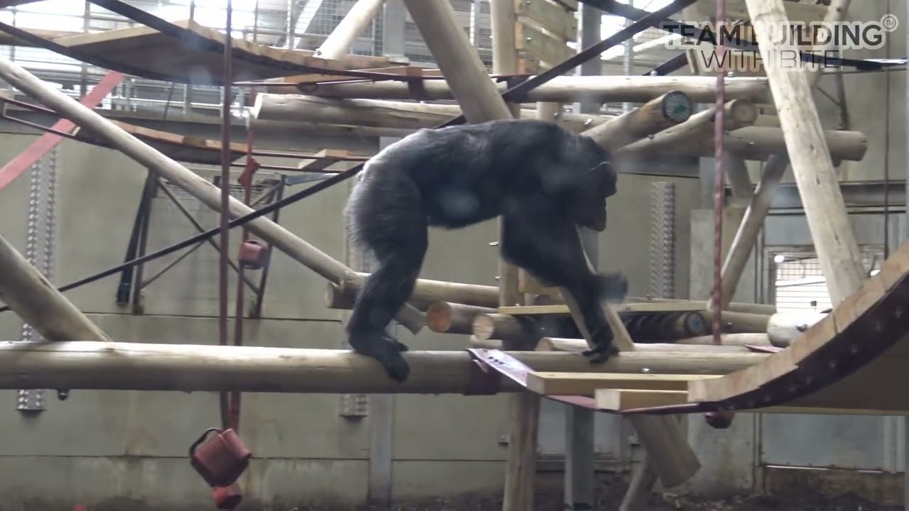 Chimpanzee Eden - The chimpanzees take a look at their new habitat