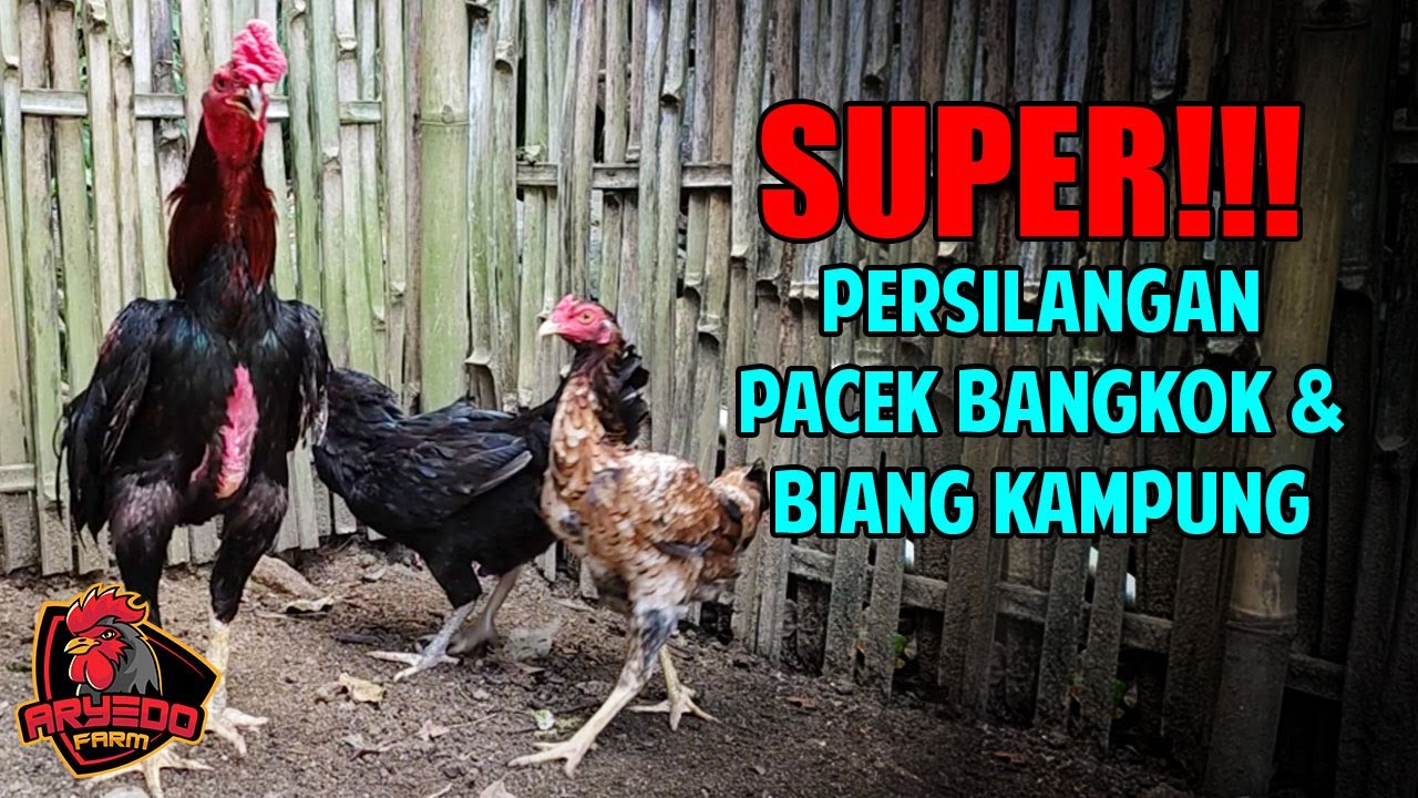 SUPER!!! Persilangan AYAM KAMPUNG & AYAM BANGKOK Sebagai INDUKAN