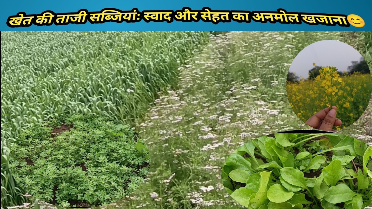 Farm Fresh Vegetables: खेत की इन सब्जियों को डाइट में शामिल करें☘️