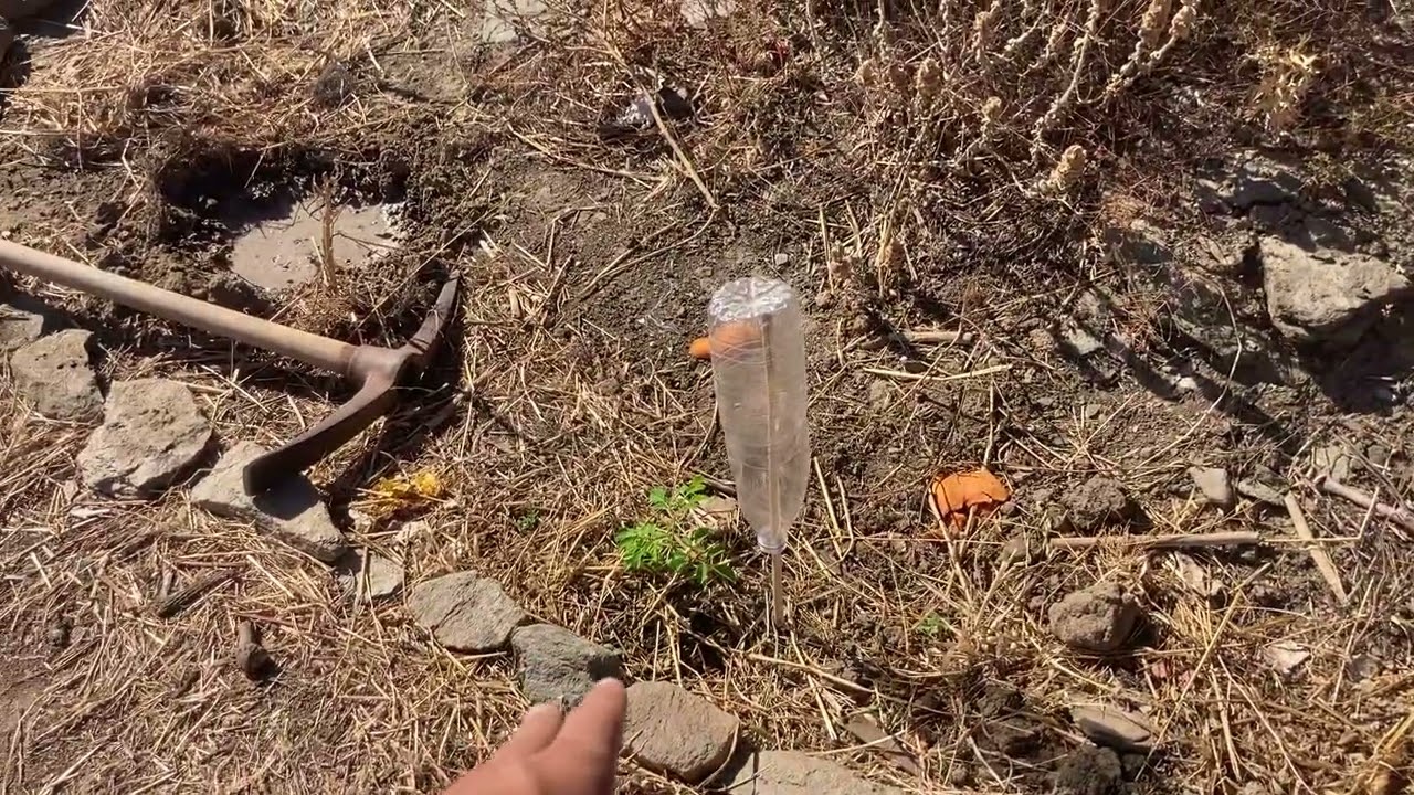 Starting a food forest in Sifnos, Greece - 2023 summer update