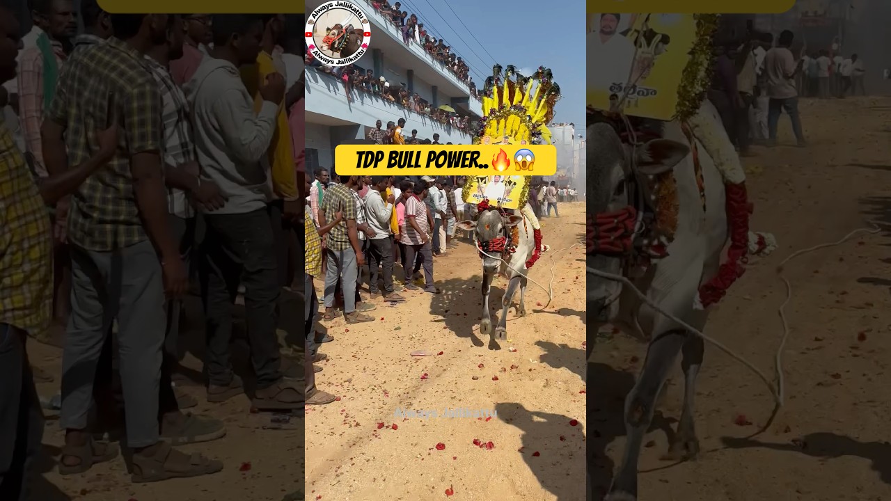 TDP Bull On Firee&hellip;🔥#jallikattu #tdpofficial #tdplive #dj #chandrababusongs #cbn #10million