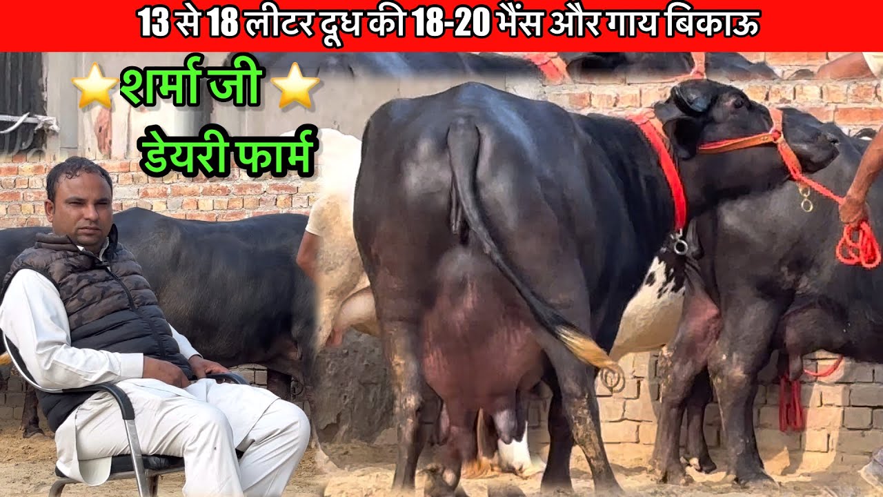 18 से 20 भैंस और गाय दूध 12 से 18 लीटर (शर्मा जी डेयरी फार्म) @Narendraprajapat777  #dairyfarm 