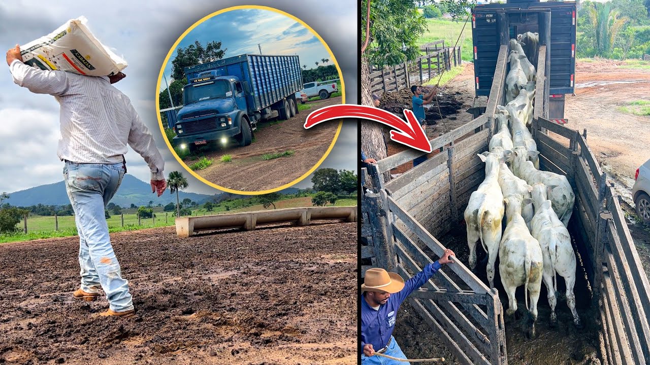 COMPRANDO O BEZERRO E OS PREÇOS DISPAROU NA ALTA 💥 🚀 