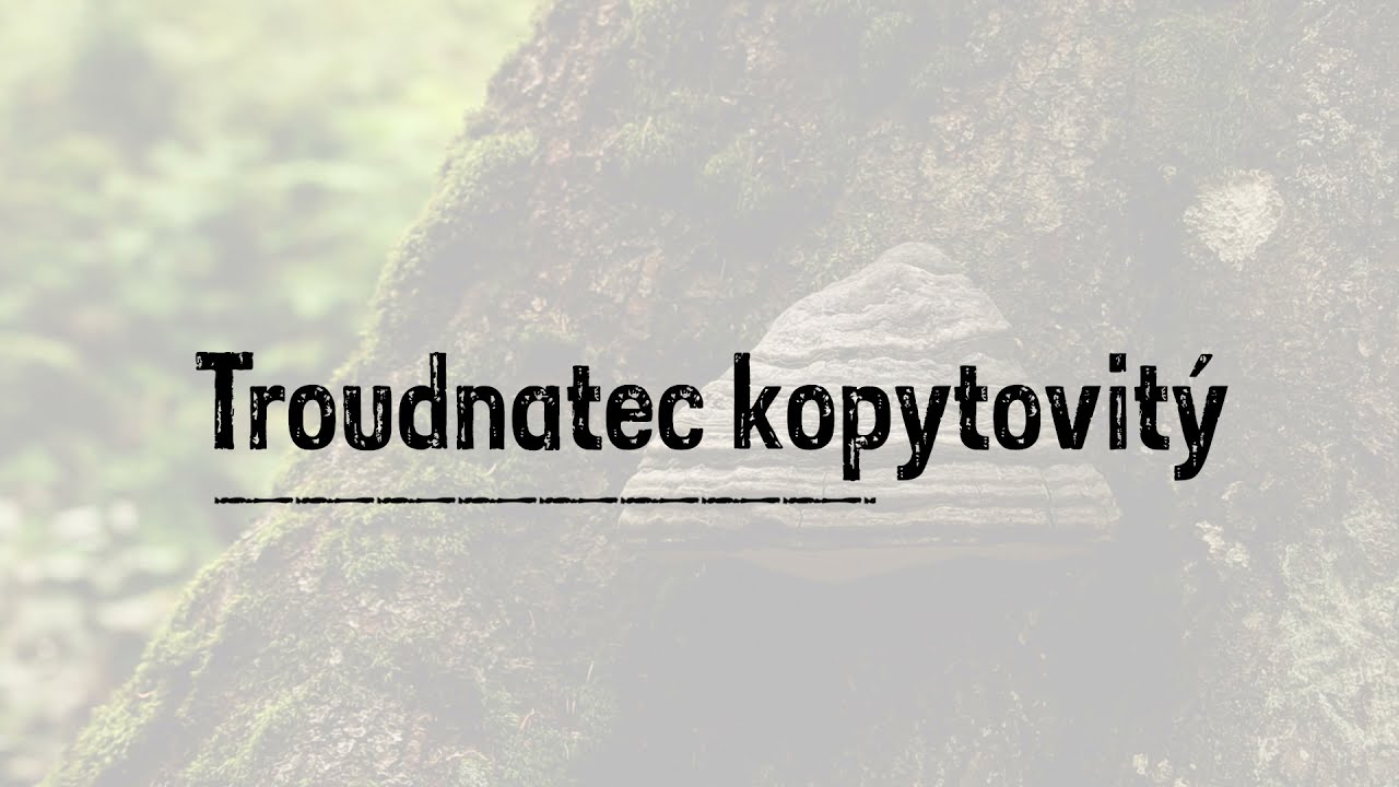 065 PKL troudnatec kopytovitý