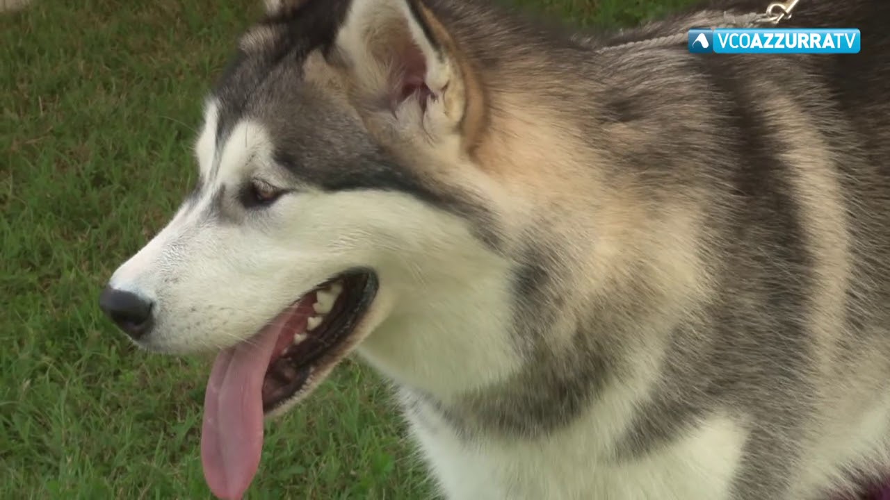 Turista morso a una gamba da un cane a Cannobio