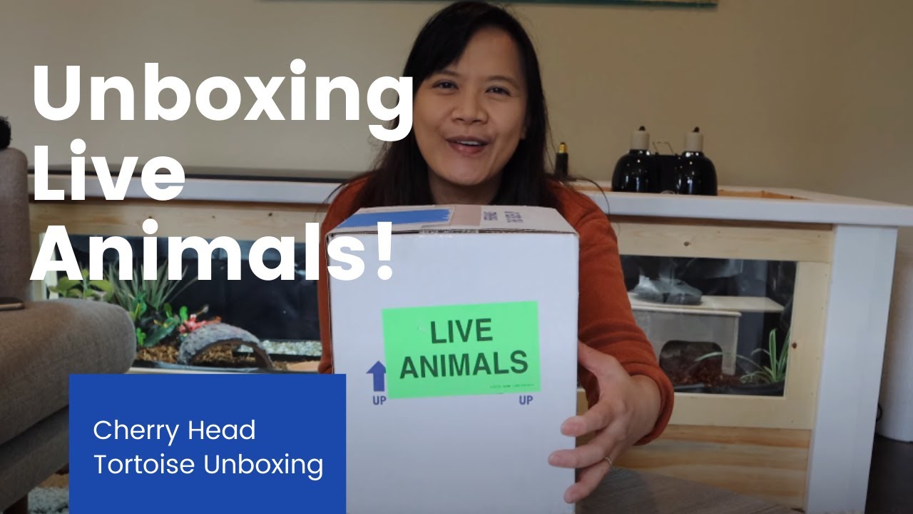 Unboxing Live Animals! Cherry Head Tortoise!