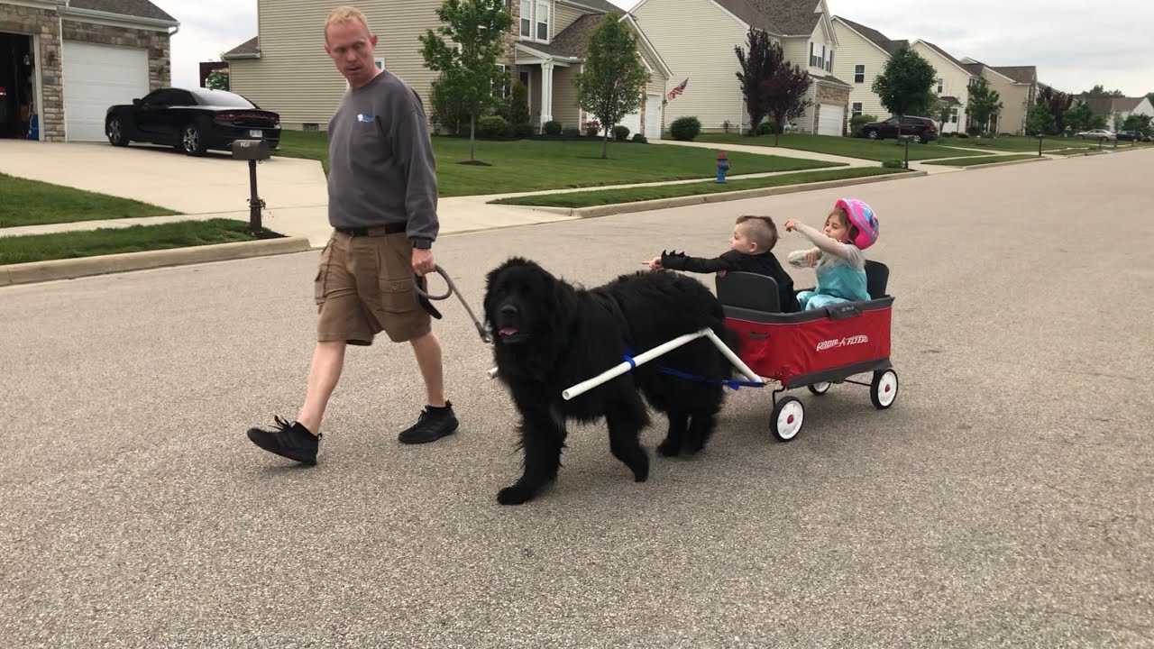 How to build a dog cart