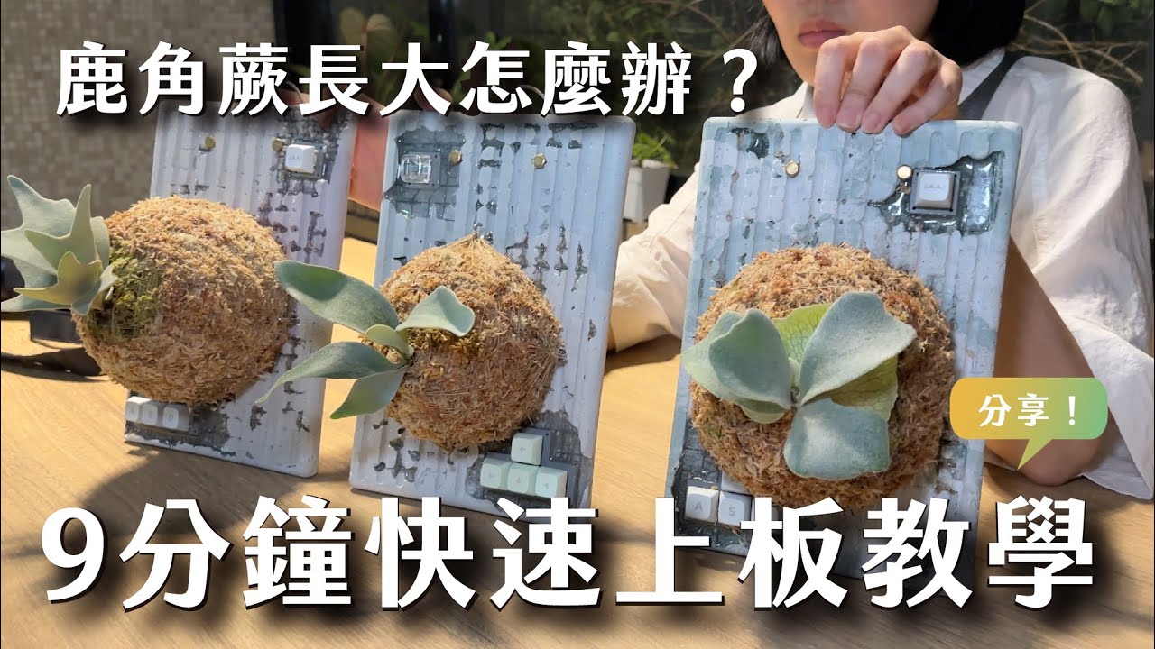 植作人的9分鐘鹿角蕨上板教學！水苔又大又圓～新手入坑必看