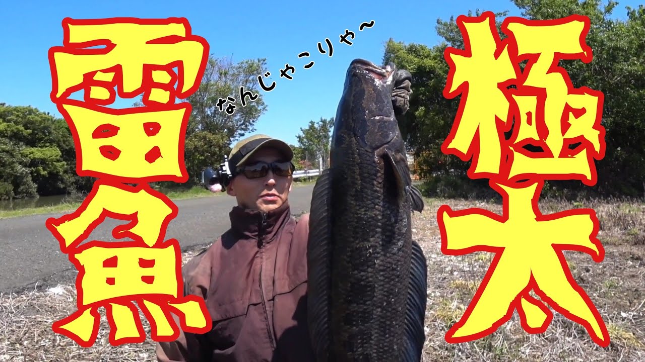 巨大雷魚大繁殖地帯へ極秘遠征。1メートルを超えるモンスターライギョに興奮。任せろ俺が仕留めて魅せる。snake head fishing in Japan