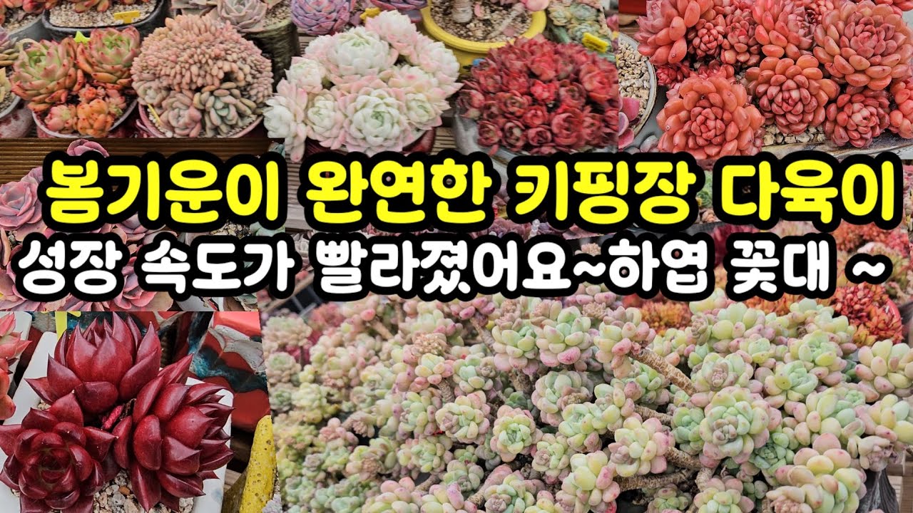 키핑장 다육이 키우기 🌸 일주일만에 오니 하엽도 꽃대도 창궐하네요~ㅋㅋ 😂그태도 행복한 시간 이에용 ❤️