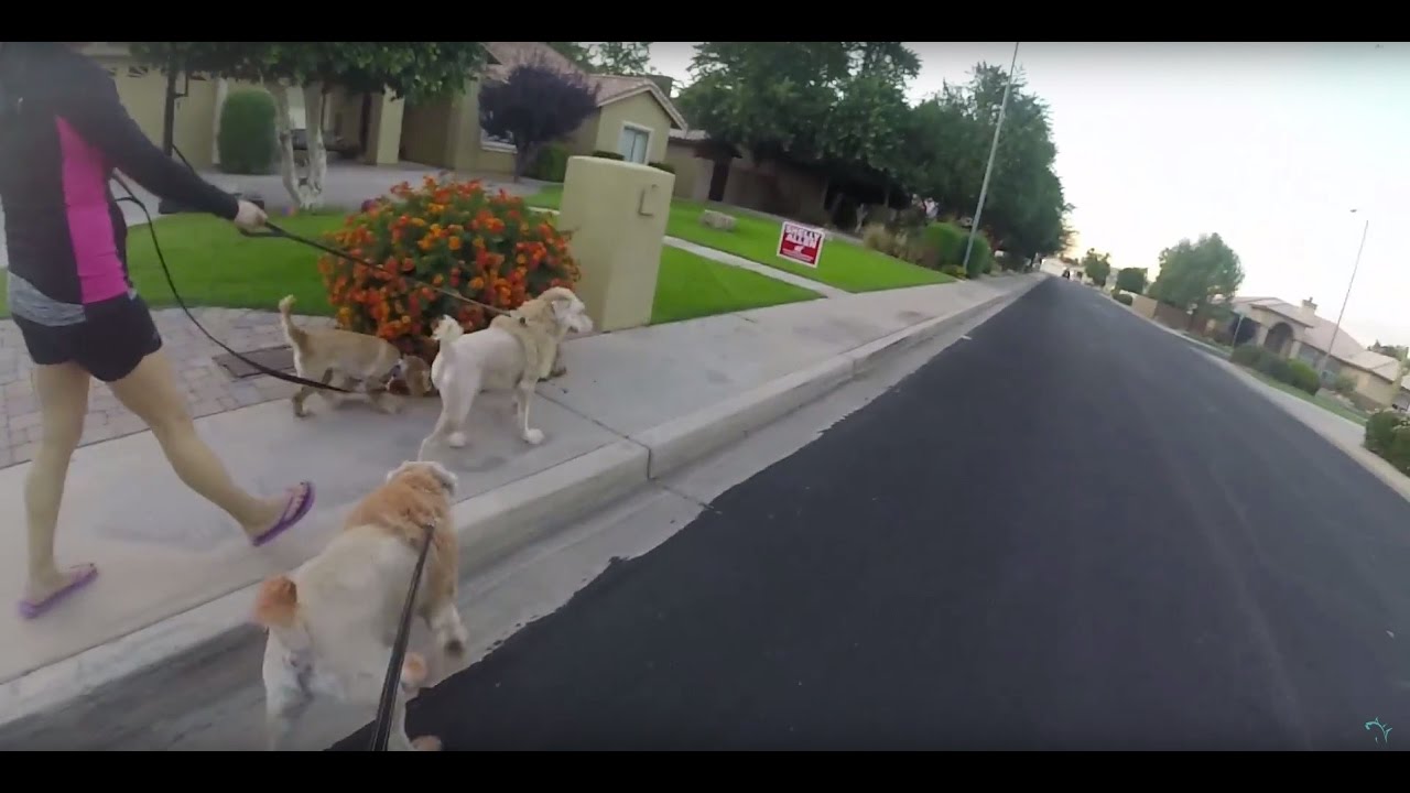 SUNSET DOG WALK  |  VLOG__65