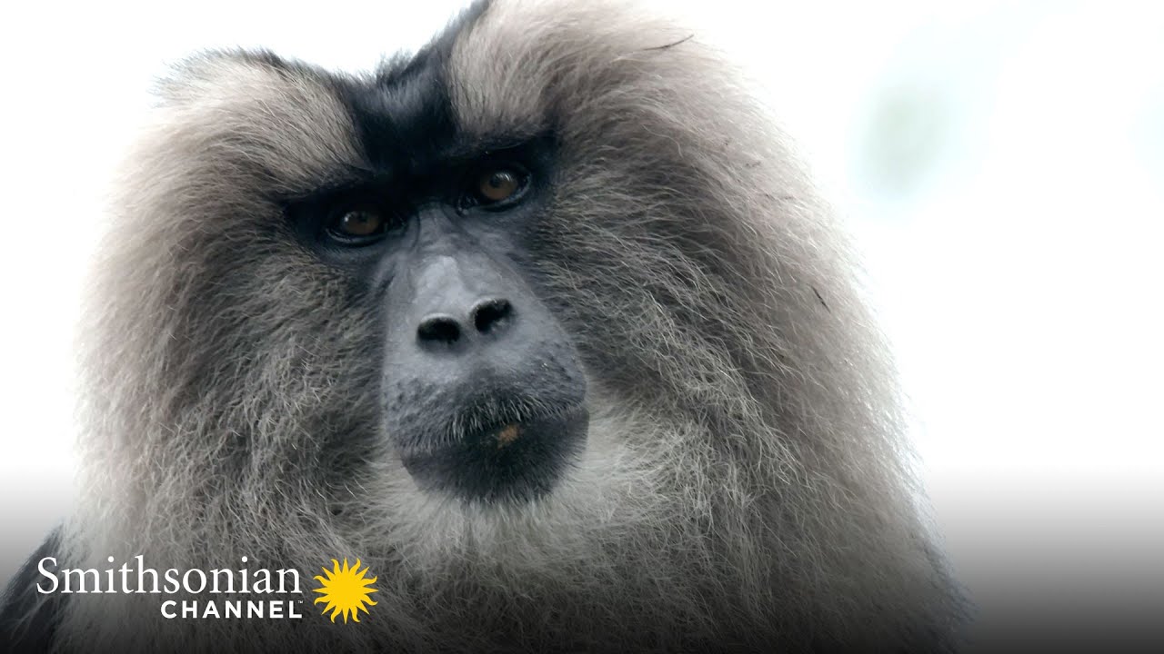 This Alpha Male Macaque’s Leadership Has Paid Dividends 🐒 Into the Wild India | Smithsonian Channel
