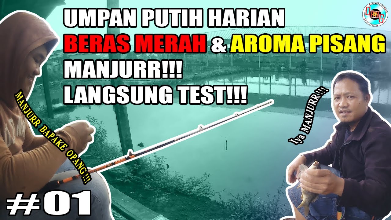 Umpan Putih Harian : Beras Merah Dengan Aroma Pisang