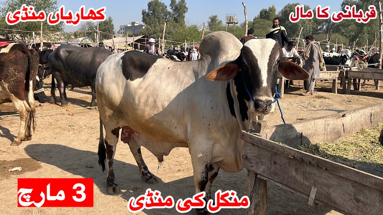 Kharian Mandi Rates. Qurbani Ka Maal Agia