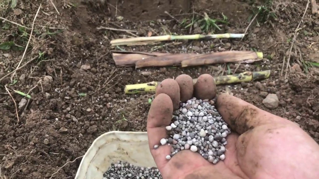 Como plantar capim CAPIAÇU