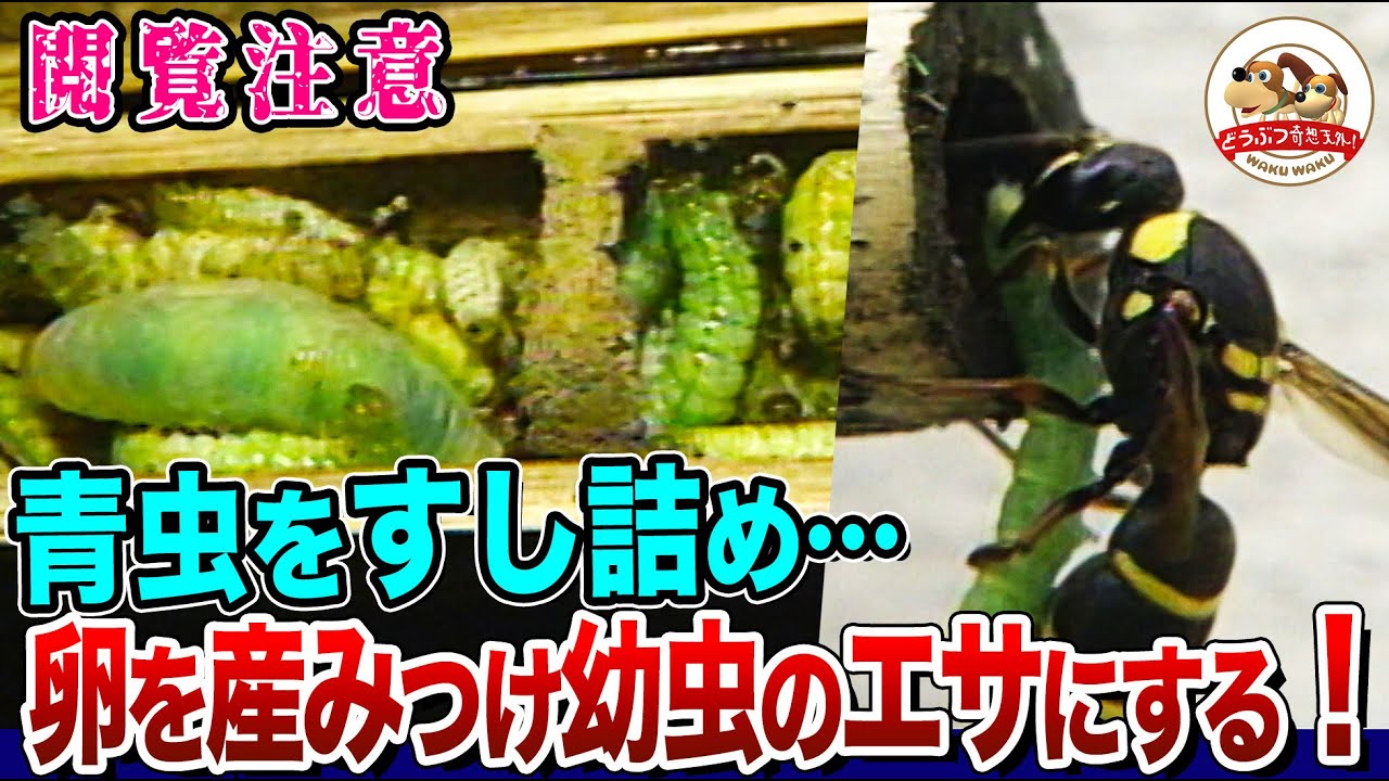 【閲覧注意】青虫を竹筒の中に詰め込み卵を産みつけるハチ！生きたまま幼虫に食べられる獲物も…オオハキリバチは花粉の団子を未来の子どもに用意する！【どうぶつ奇想天外／WAKUWAKU】