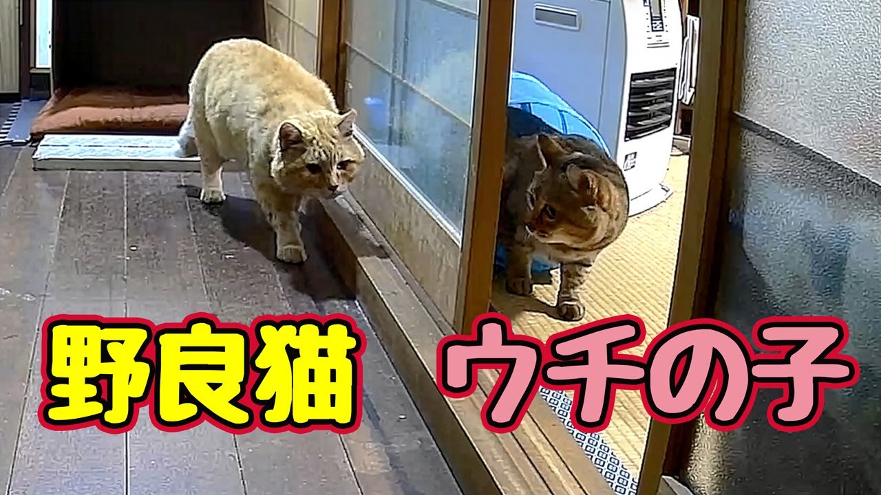 勝手に 面白いことやってる…【野良猫】