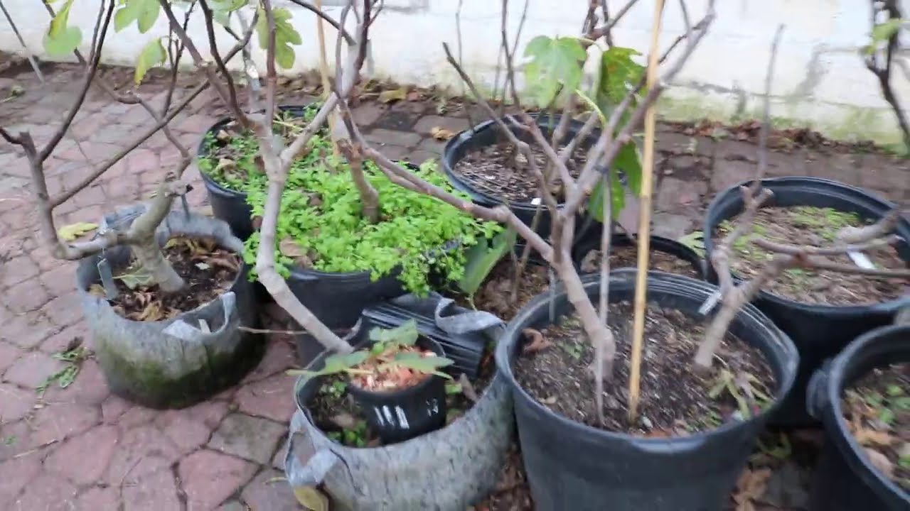 Growing Figs in Containers is Obsolete: Here's Why