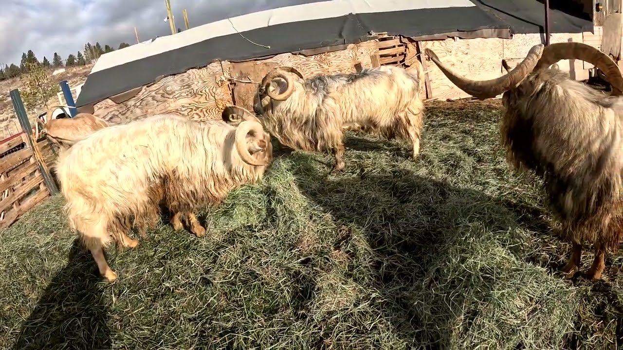 male goats1