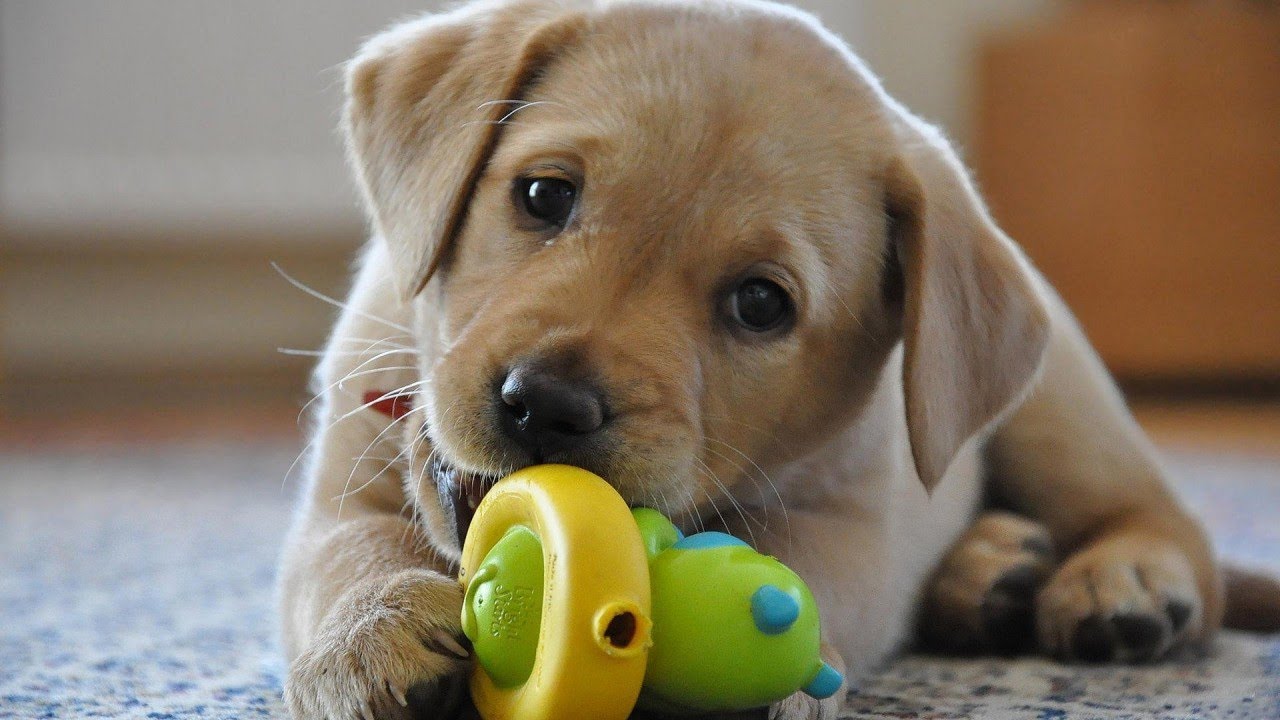 Funny Dogs Playing With Toys - Funny Dog Videos 2017