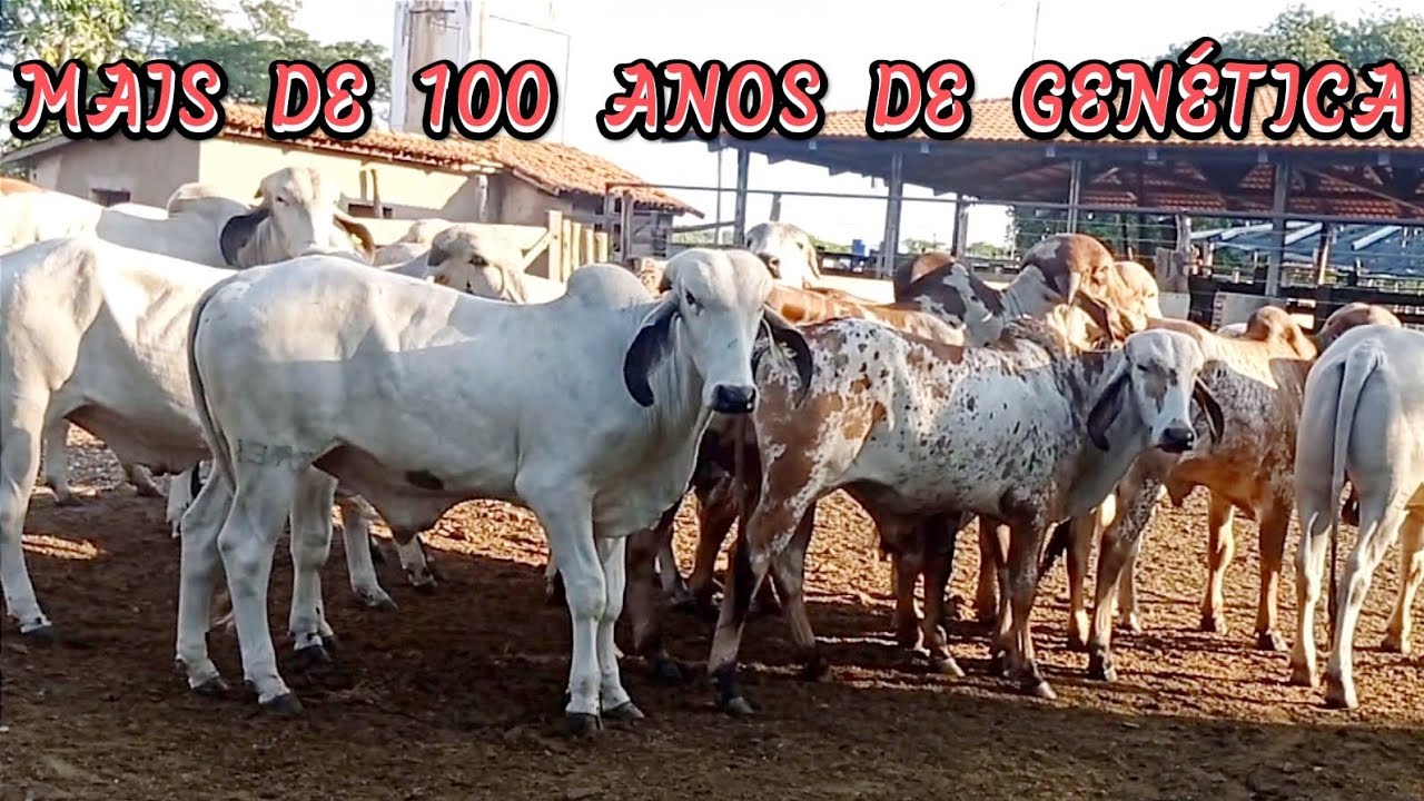 GIR LEITEIRO, 100 ANOS DE GENÉTICA DA FAZENDA CURTUME EM CURVELO, MINAS GERAIS