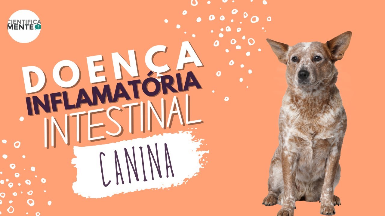 CientificaMente: Doença Inflamatória Intestinal Canina