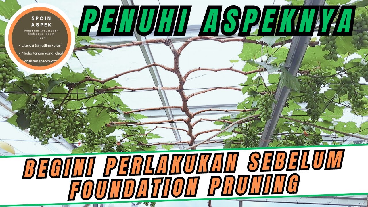 PERLAKUAN SEBELUM FOUNDATION PRUNING POHON ANGGUR AGAR PEMBUAHAN BERIKUTNYA BAWA BANYAK BUNGA Pt 2